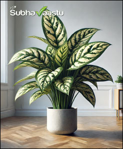 Dumb Cane Plant benefits