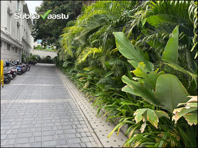 Thick green plants along a driveway with parked two-wheelers beside a compound wall