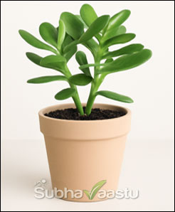 Jade Plant Placement as per Vastu