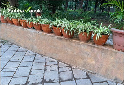 Heavy potted plants placed on a cement platform for Vastu benefits