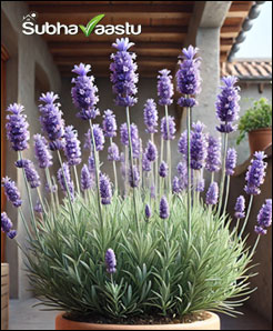 Lavender Plant Placement as per Vastu