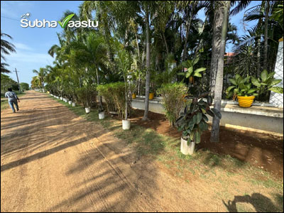 Row of potted plants and palm trees placed outside a compound wall along a rural dirt road