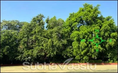 North direction trees