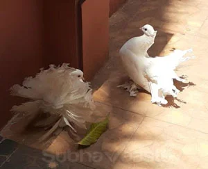 Pigeons Vastu