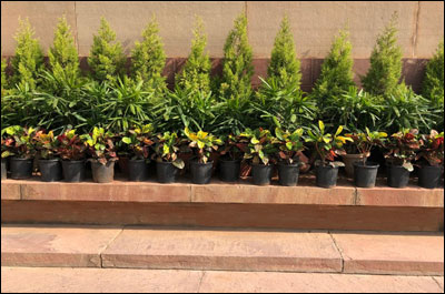 Arranging plants towards East direction