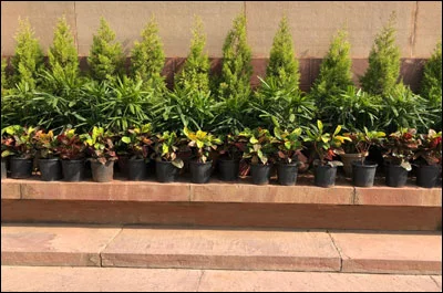 Arranging plants towards East direction