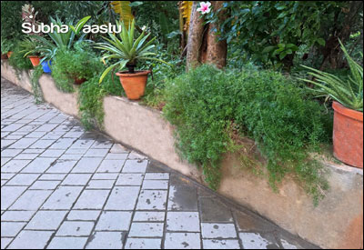 Flower pots and greenery arranged on a raised platform along a boundary wall