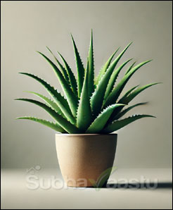Aloe Vera