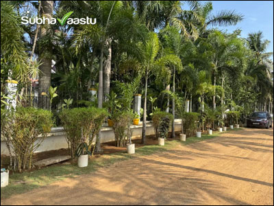 Decorative trees and potted plants arranged along a rural property's boundary wall