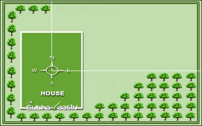 Trees plantation at Southeast