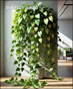 Money Plant