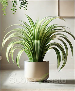 Spider Plant