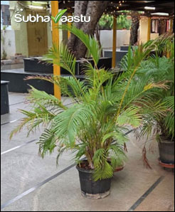 Areca Palm