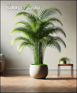 Bamboo Palm plant importance in Vastu