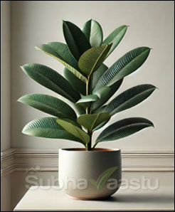 Rubber Plant