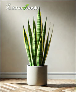snake plant