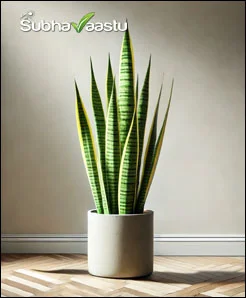 snake plant