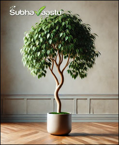 Benefits of Weeping Pig plant in Vastu
