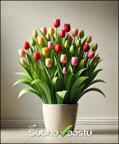 Vastu wise tulip plant placement