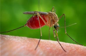Mosquitoes and health damages