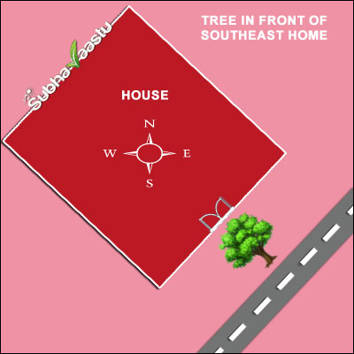Is It Inauspicious to Have a Big Tree Near a Southeast Entrance?