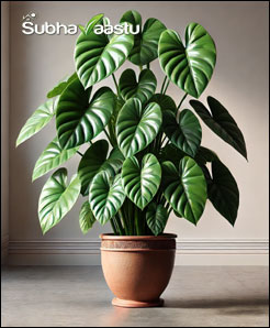 Keeping Philodendron plant in the home is good?
